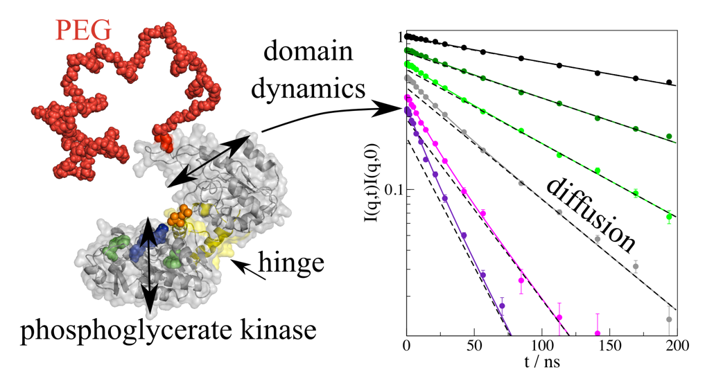 Functional Collective Dynamics of Domains