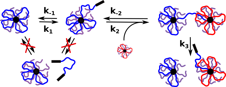 Molecular Exchange Kinetics 