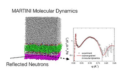 MARTINI-Molecular-Dynamics