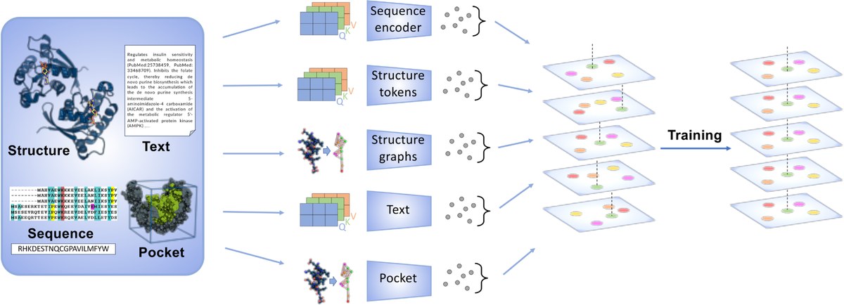 OneProt: Towards Multi-Modal Protein Foundation Models