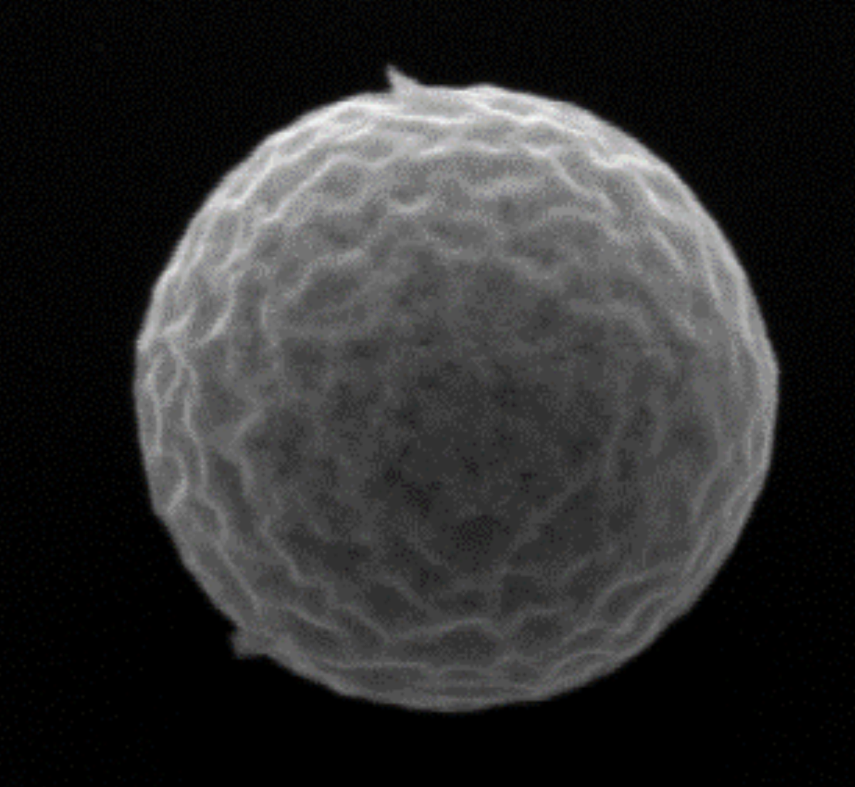 Uranoxid-Partikel, gesehen im Rasterelektronenmikroskop.