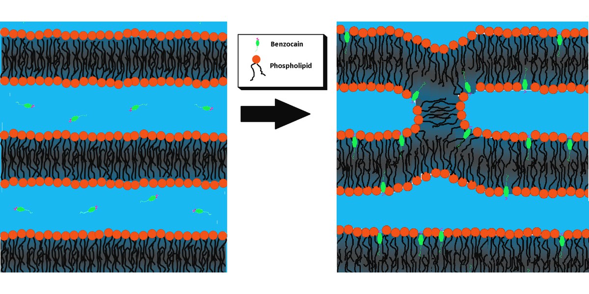 Cell membranes