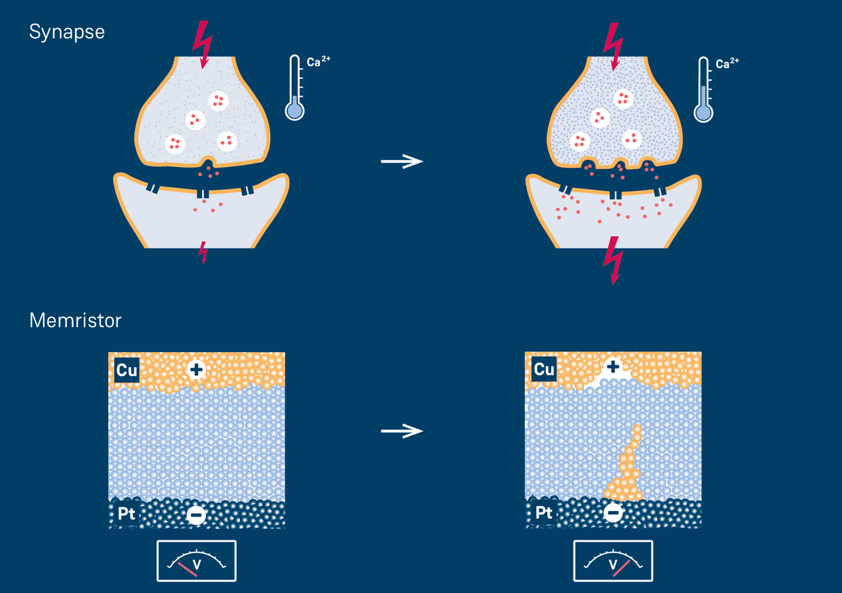 Synapse vs. Memristor