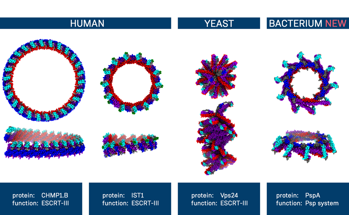 Membrane proteins