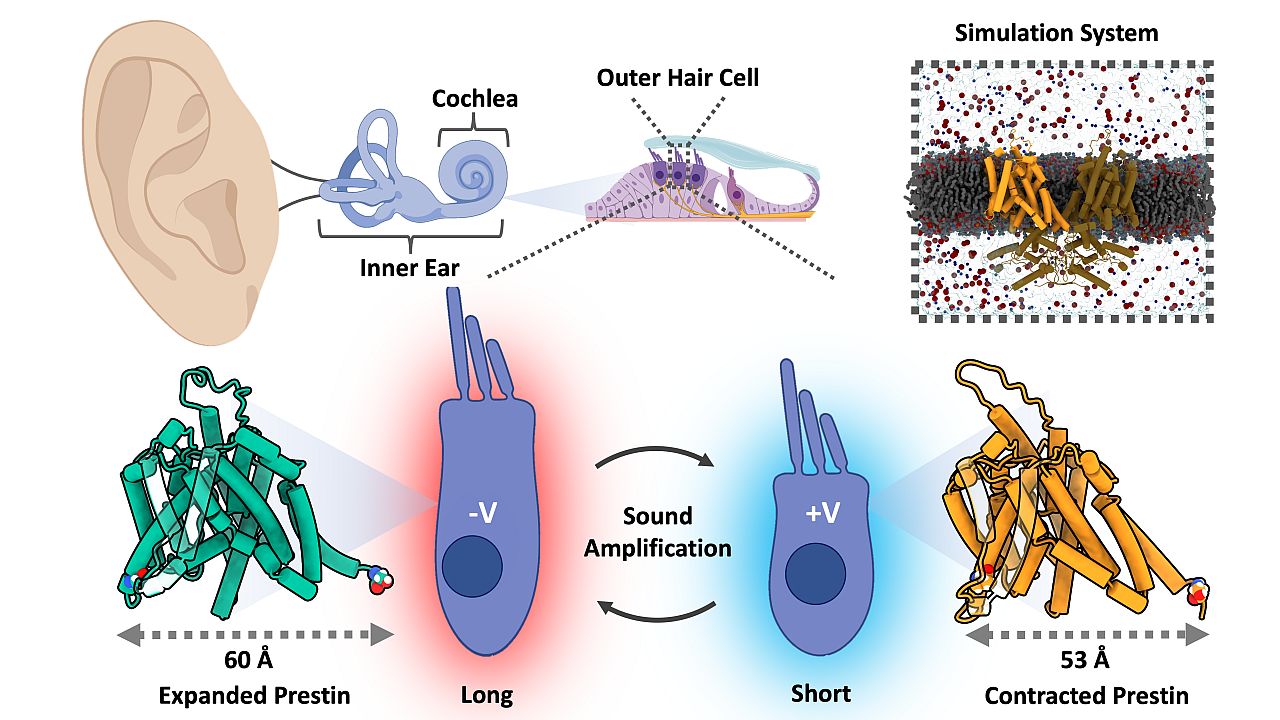 Elevating our Understanding of Inner Ear Sound Amplification