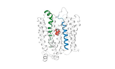 The journey of neurotransmitters: detailed insights into the molecular machinery of the brain