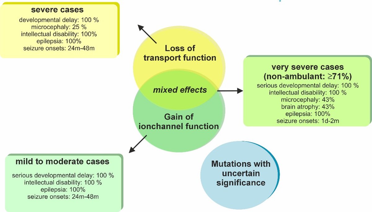 What glutamate transporters can reveal about rare epilepsies
