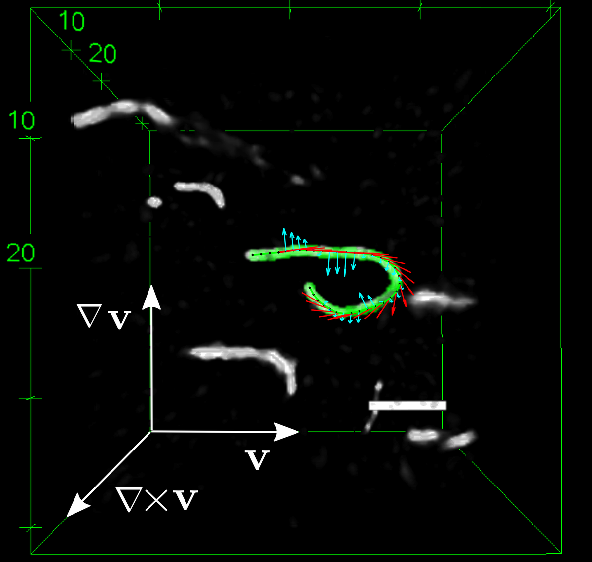 Fluoreszenzmarkierte F-Aktinfilamente