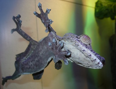 Gecko
