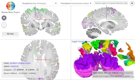 Ultrahochauflösende 3D-Karten von zytoarchitektonischen Bereichen im Big Brain-Modell