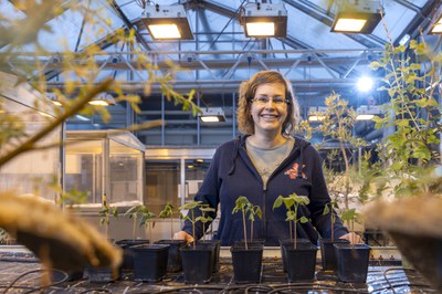A Comeback for Buckwheat – A Crop with a lot of Potential