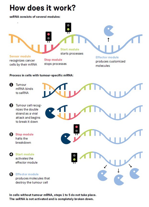When cancer cells destroy themselves