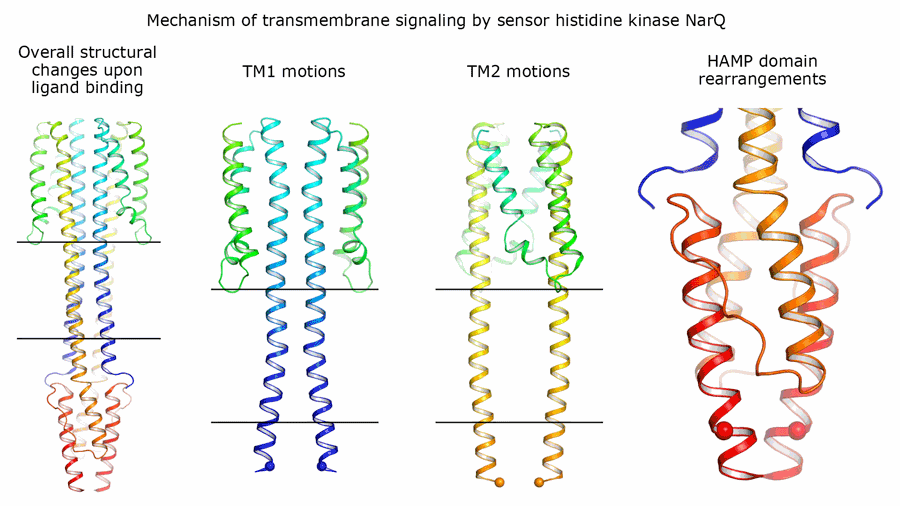 Mechanism of transmembrane signal relay by sensor protein NarQ - animated