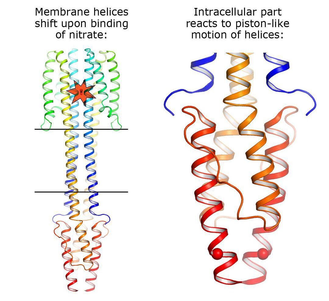 Mechanism of transmembrane signal relay by sensor protein NarQ