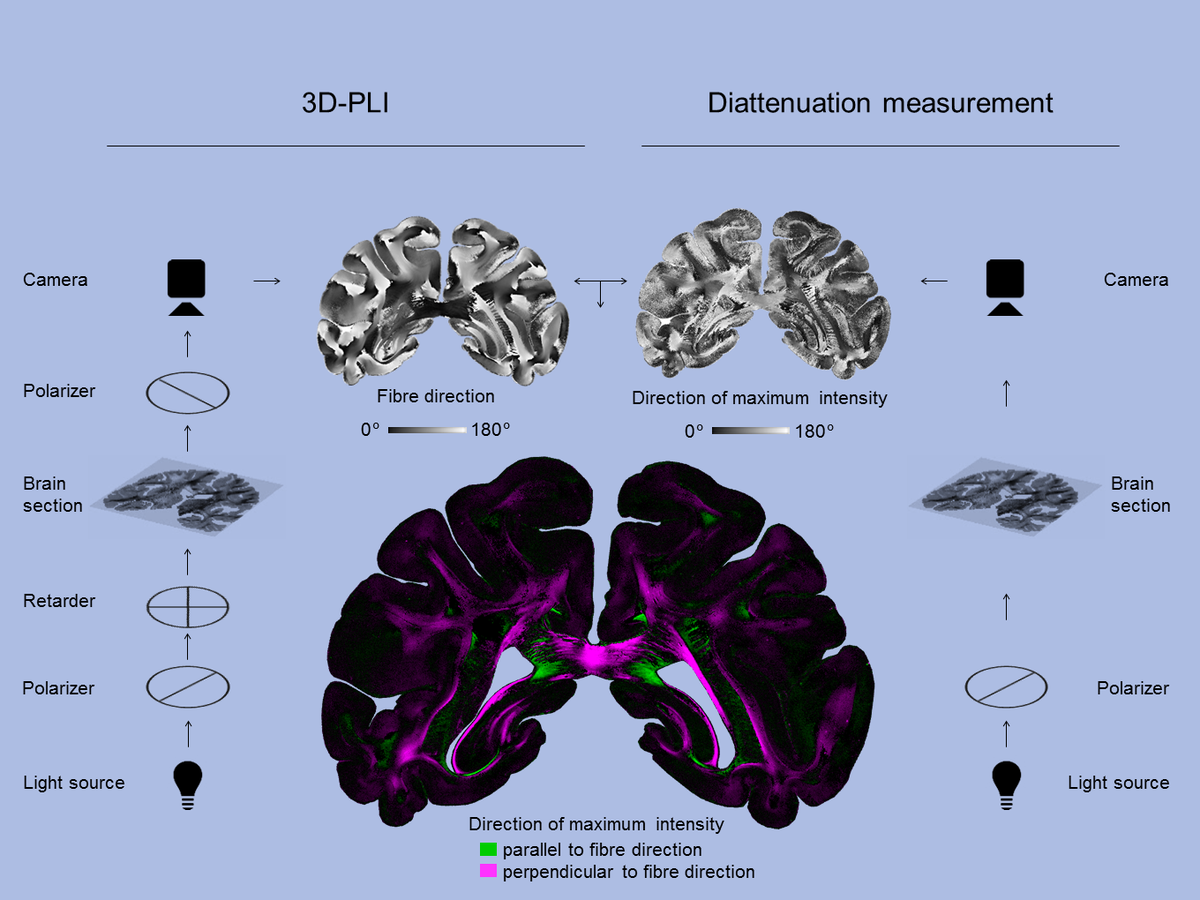 „Diattenuation Imaging“ (DI)