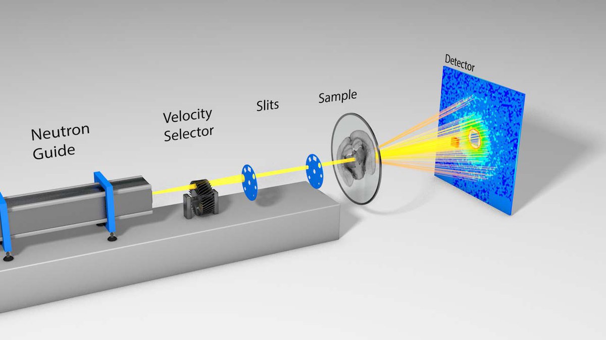 Schema des experimentellen Aufbaus an der Kleinwinkelstreuanlage. Der Neutronenstrahl trifft auf einen Gehirnschnitt („Sample“). Ein Detektor zeichnet die Streuung auf.