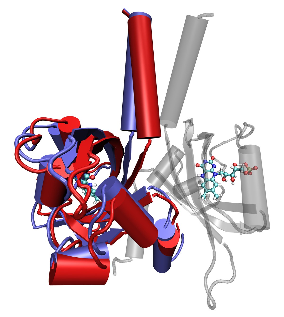 Stages of the movement of a LOV protein