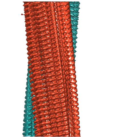 3D reconstruction of an amyloid fibril from two protofilaments