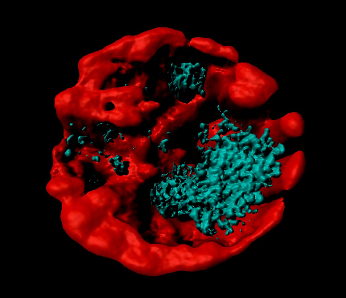 Guanine