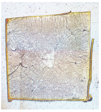 Ongoing research activities