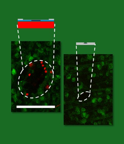 Characterization of Neurotechnology