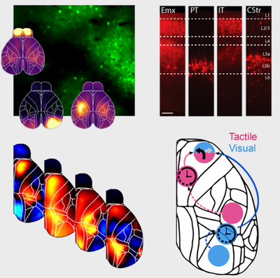 In vivo Neurophysiology